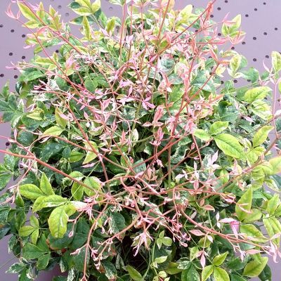 Nandina Twilight ® - Bambou sacré Twilight ® - Leaderplant