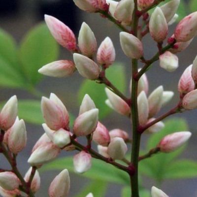 Nandina Sunset Richmond - Leaderplant