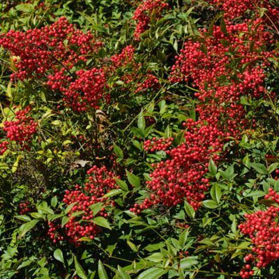 Nandina Sunset Richmond - Leaderplant