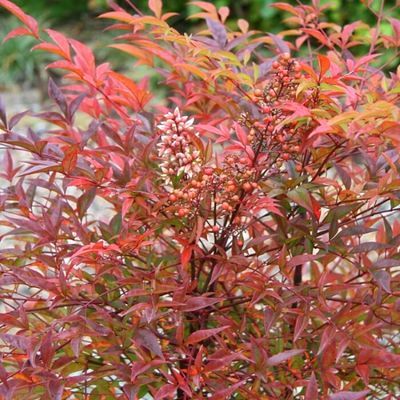 Nandina Sunset Richmond - Leaderplant