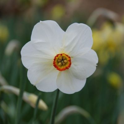Narcisse Poeticus Actaea (9 Bulbes)  - Leaderplant