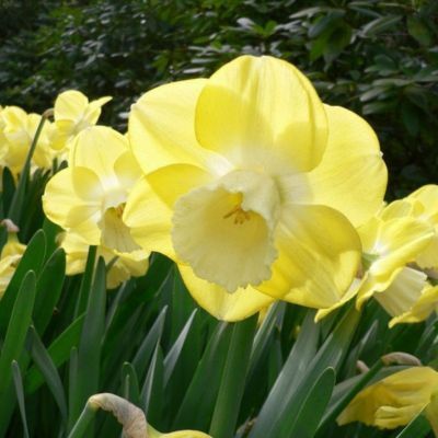 Narcisse grande coupe Avalon (9 Bulbes)  - Leaderplant