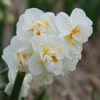 Narcisse pluriflore Bridal Crown (9 Bulbes)  - Leaderplant