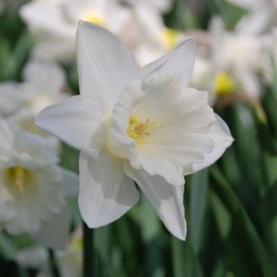 Narcisse Trompette Mount Hood (9 Bulbes)  - Leaderplant