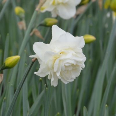 Narcisse double Obdam (9 Bulbes)  - Leaderplant