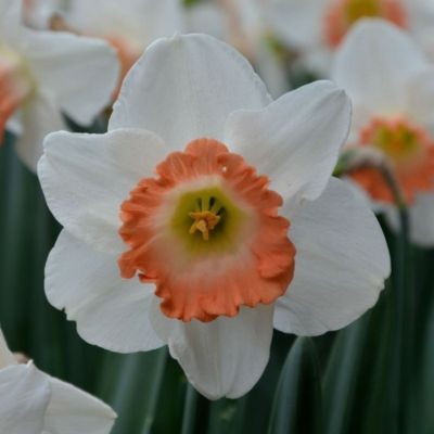 Narcisse grande coupe Pink Charm (9 Bulbes)  - Leaderplant