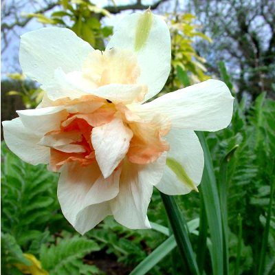 Narcisse double Replete (9 Bulbes)  - Leaderplant
