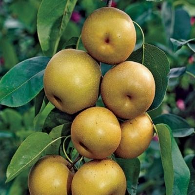 Poirier Nashi Shinseiki / pomme-poire / poire japonaise  - Leaderplant