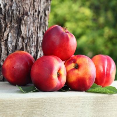 Nectarinier nain Necta Me Gardeta Fruit Me ® - Leaderplant