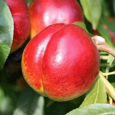 Nectarinier Mme Blanchet - Leaderplant