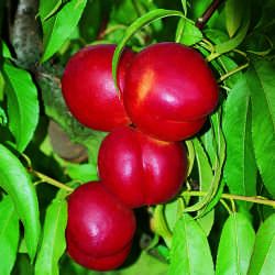 Nectarinier Fantasia - Leaderplant