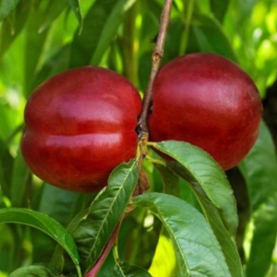 Nectarinier Morton - Leaderplant