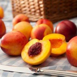 Nectarinier Fantasia - Leaderplant