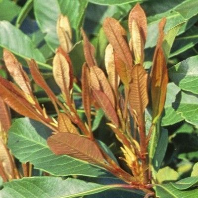 Néflier du Japon Fleur - Leaderplant