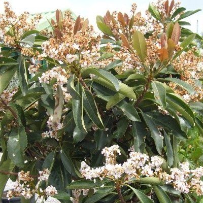 Néflier du Japon Fleur - Leaderplant