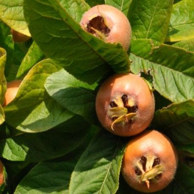 Néflier précoce Nottingham - Leaderplant