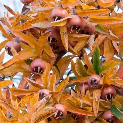 Néflier précoce Nottingham - Leaderplant