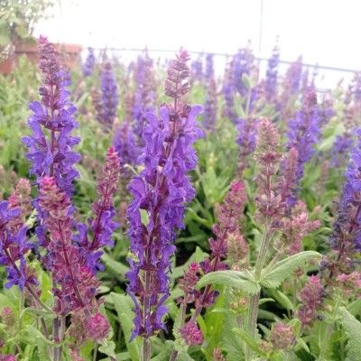 Sauge Dark Matter ® - Leaderplant