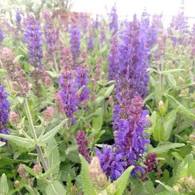 Sauge Dark Matter ® - Leaderplant