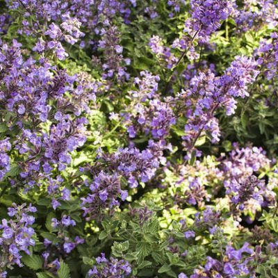 Herbe à Chats Cat's Meow - Leaderplant