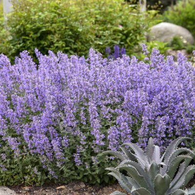 Herbe à Chats Cat's Meow - Leaderplant