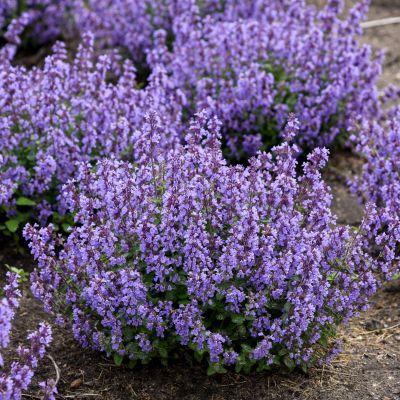 Herbe à Chats Cat's Pajamas - Leaderplant