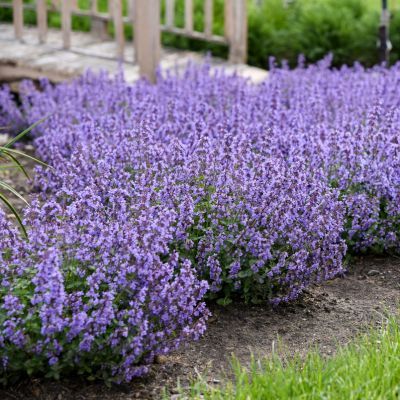 Herbe à Chats Cat's Pajamas - Leaderplant