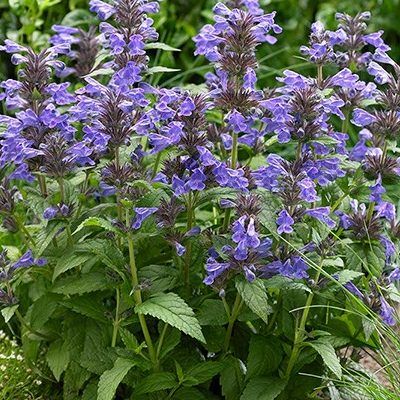 Herbe à Chats Neptune ® - Nepeta - Leaderplant