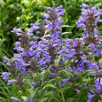 Herbe à Chats Neptune ® - Nepeta - Leaderplant