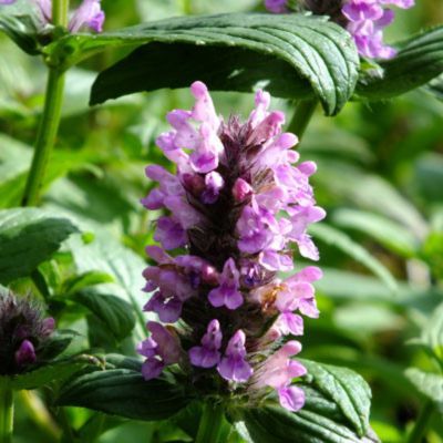 Herbe à chats Pink Cat - Leaderplant