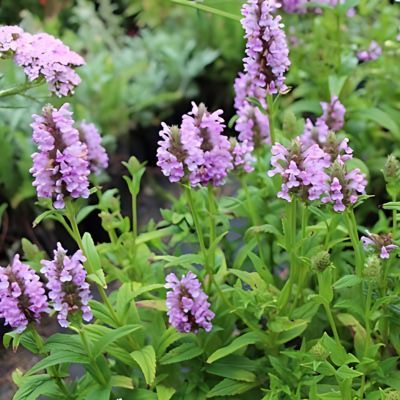 Herbe à chats Pink Cat - Leaderplant