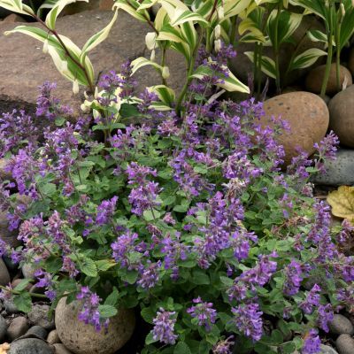 Herbe à Chats Nova Blue ® - Nepeta - Leaderplant