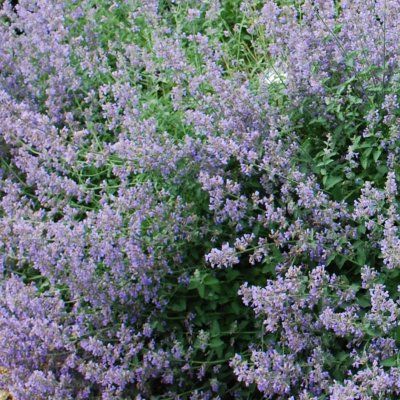 Herbe à Chat Six Hills Giant - Leaderplant