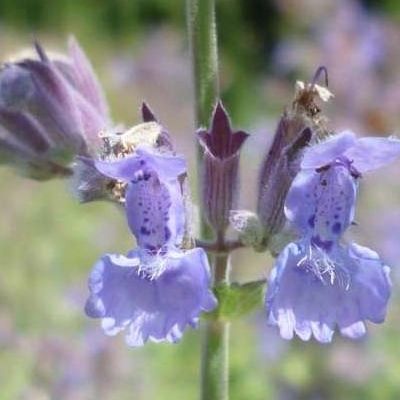 Herbe à Chat Six Hills Giant - Leaderplant