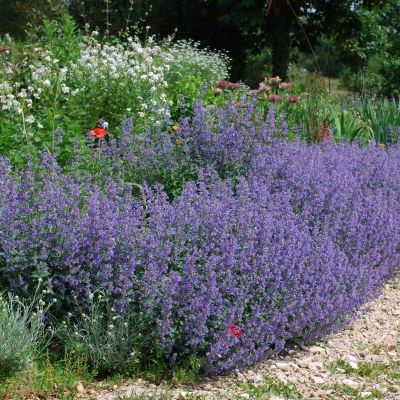 Herbe à Chat Six Hills Giant - Leaderplant