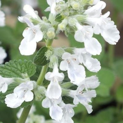 Herbe à chats Snowflake - Leaderplant