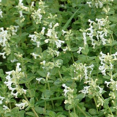 Herbe à chats Snowflake - Leaderplant