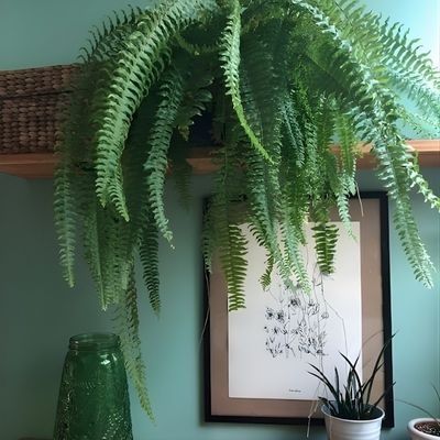 Fougère de Boston Rustique ARTICJUNGLE ® en mini-motte - Leaderplant