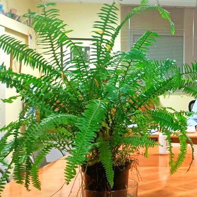 Fougère de Boston Rustique ARTICJUNGLE ® - Leaderplant