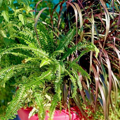 Fougère de Boston Rustique ARTICJUNGLE ® - Leaderplant