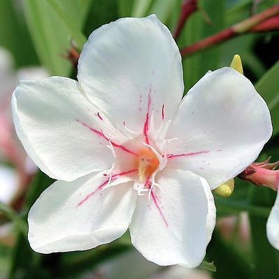 Laurier rose Blanc à trait rouge Harriet Newding - Leaderplant