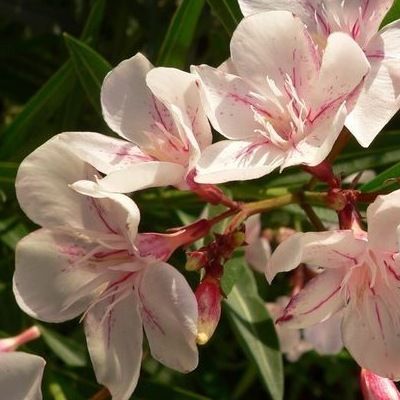 Laurier rose Blanc à trait rouge Harriet Newding - Leaderplant