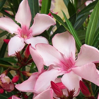 Laurier rose rustique Villa Romaine - Leaderplant