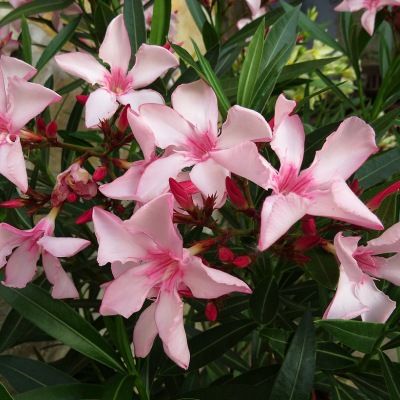 Laurier rose rustique Villa Romaine - Leaderplant