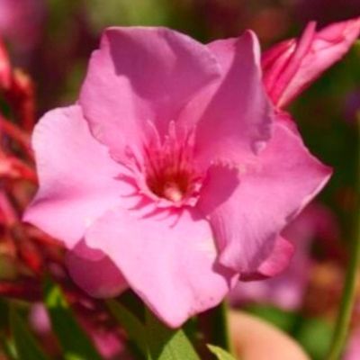 Laurier rose Cavalaire - Leaderplant