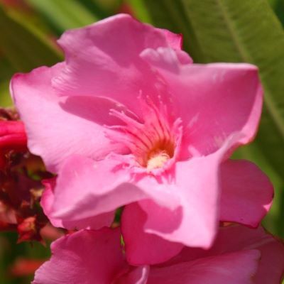 Laurier rose Cavalaire - Leaderplant