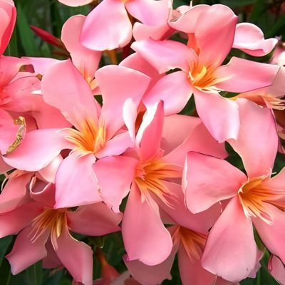 Laurier rose saumon Tito Poggy - Leaderplant