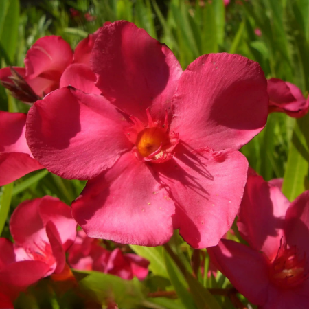 Laurier rose Red Beauty - Leaderplant