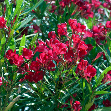 Laurier rose Red Beauty - Leaderplant