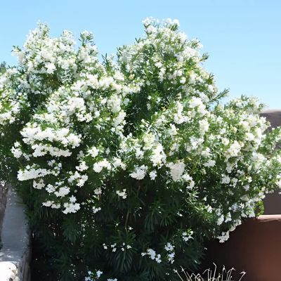 Laurier rose Soeur Agnès - Leaderplant